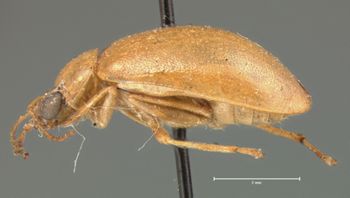 Media type: image; Entomology 18470   Aspect: habitus lateral view